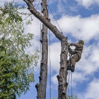 Удаление дерева по частям на кладбище