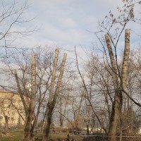 кронирование тополей